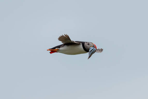 Puffin in flight with fish at Runde.