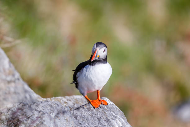Puffin bird on a rock and relax