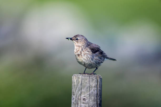 istock Bird with insect in her mouth posing at Runde. 1277143521