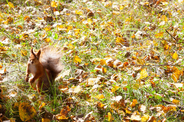Curious cute squirrel with fluffy tail standing among colorful fallen leaves and green grass in autumn sunny day at forest