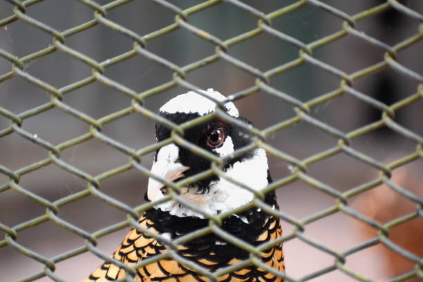 The bird in a cage looking toward it's freedom and happiness .