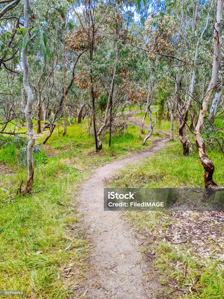 Australian Paths Australian Bush And Walking Path Stock Photo - Download Image Now ...