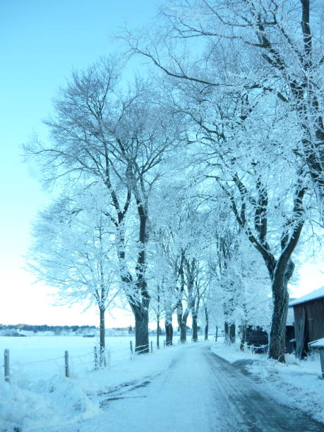 istock Winter frost scenes 1277144104