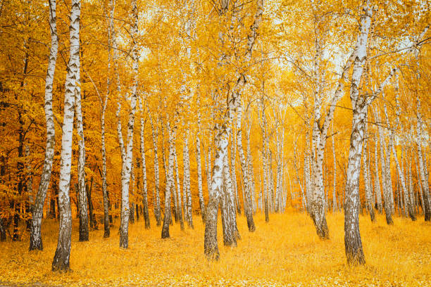 Autumn landscape birch grove with yellow leaves on branches.