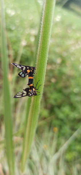 istock Insects are mating on top of the grass 1277145468