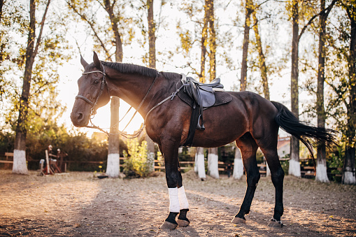 One beautiful horse with saddle standing outdoors, ready for riding.