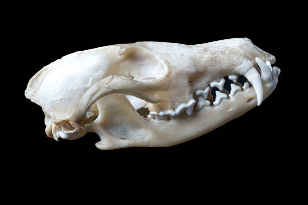 istock Animal skull, tribal 1277147049