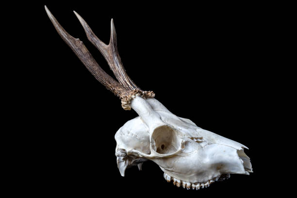 istock Animal skull, tribal 1277147310