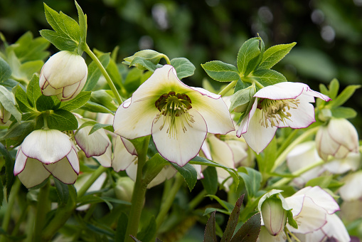 Closeup cluster of white Lenten hellebore blooms in spring. Petals edged with purple with green foliage