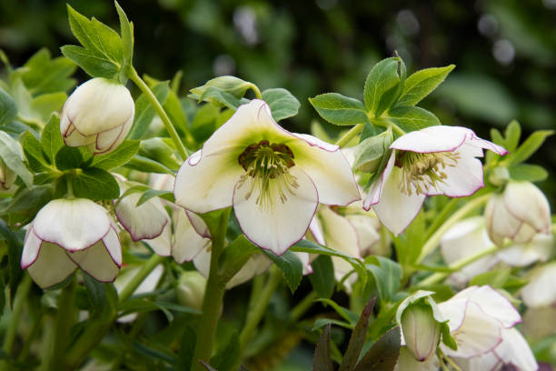 Close up group of Lenten Rose, HELLEBORUS orientalis, flowers. White blooms, fringed with purple. Glossy green leaves against blurred background. Closeup cluster of white Lenten hellebore blooms in spring. Petals edged with purple with green foliage hellebore stock pictures, royalty-free photos & images