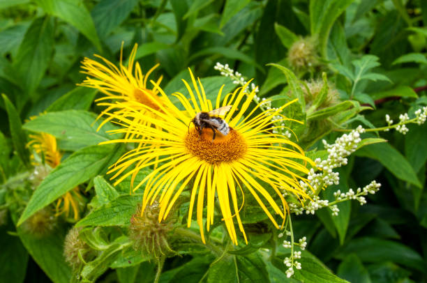 Close up of bee on yellow, daisy-like Inula hookeri flower against blurred background of green leaves, hairy stems, buds and blooms in cottage garden border. Closeup of bee collecting pollen on orange centre of large daisy bloom of Hooker inula in herbaceous border inula stock pictures, royalty-free photos & images