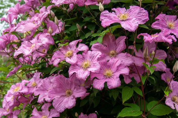 Close cluster of large, flowering, mauve rose pink, blooms and buds of climbing shrub CLEMATIS `Comtesse de Bouchaud` in summer. Green foliage behind.