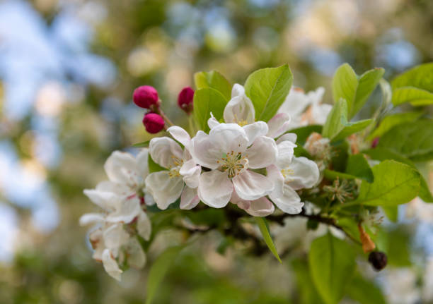 Close up of white blossom of crab apple Malus 'Evereste'. Cluster of new flowers and deep pink buds on tree branch in spring. Blurred foliage behind. Close up of crab apple Malus 'Evereste' new flower cluster and buds. AKA Malus 'Perpetu'. ornamental plant stock pictures, royalty-free photos & images