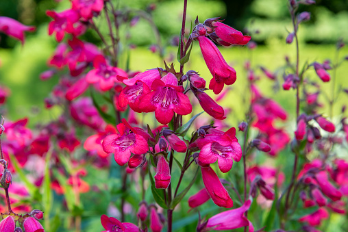 Closeup of crimson red Penstemon `Schoenholzeri` beard-tongue in English cottage garden. AKA Penstemon hartwegii 'Firebird'