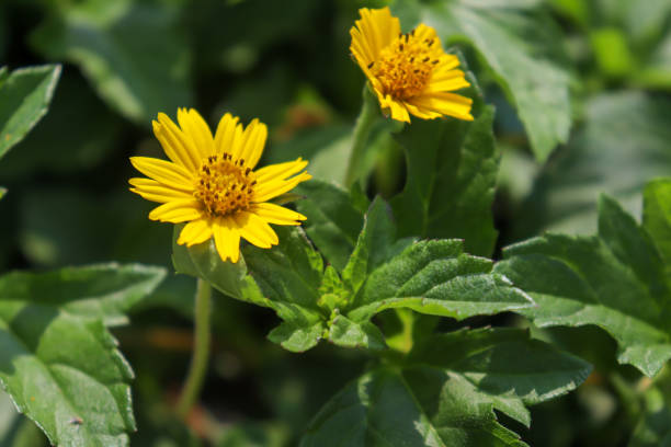 istock Yellow Wedelia trilobata 1277148713