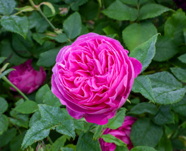 nahaufnahme einzelne rosa blüte von rosa 'louise odier', historische bourbon strauchrose. frühmorgens tau bedeckt blütenblätter und blätter im hintergrund. - single flower close up flower head rose stock-fotos und bilder