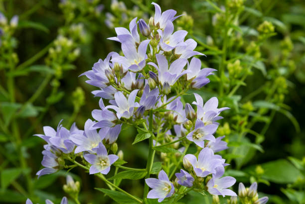 крупным планом бледно-голубой фиолетовый milky bellflower, campanula lactiflora, в границе с размытой зеленой листвой на заднем плане. - campanula стоковые фото и изображения