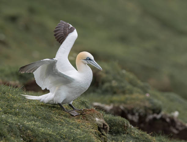 istock Northern Gannet, Morus bassanus 1277149630