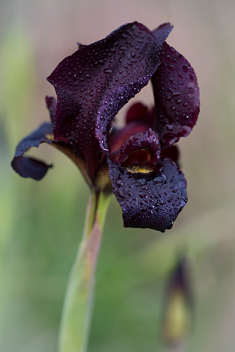 Reflection iris flower and green leaf in rain drop. Branch with dew drops close up.