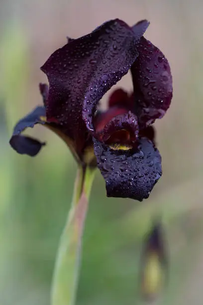Iris Purple Flower Drop Close-Up Dark Ultra Violet Black Plum Color Dew Raindrop Beautiful Macro Photography