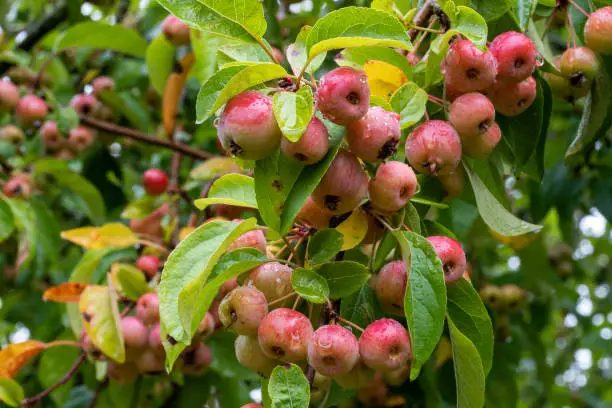 Closeup of crabapples amongst green leaves, wet with water drops after rain, on tree branch. Fruits and leaves blurred in the background.