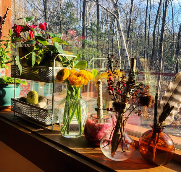 Plants on Windowsill in Sunlight stock photo