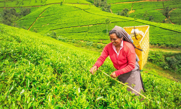 catador de chá feminino - nuwara elia - fotografias e filmes do acervo