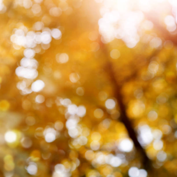 istock Autumn background with bokeh and sun flare 1277150857