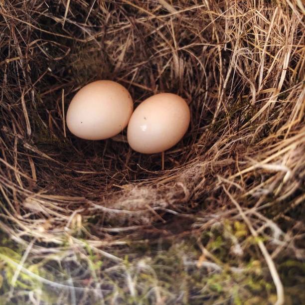 Birds Nest with Two Small Eggs stock photo