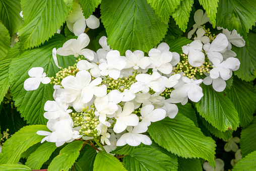 Close up of Japanese snowball, viburnum blossom with thick ridged foliage behind.