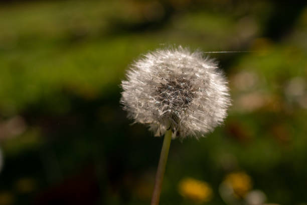 istock Shiny dandelion fluff in sunlight 1277151074
