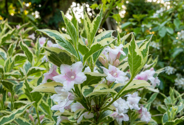 close up of white and pink weigela 'florida variegata' flowers with green and yellow variegated leaves. blurred blossom and foliage in background. - pink rose flower color image imagens e fotografias de stock