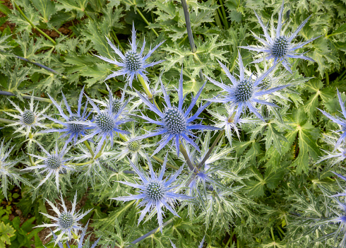 Overhead group of blue Eryngium zabelii 'Big Blue', Sea Holly flowers with green foliage behind.