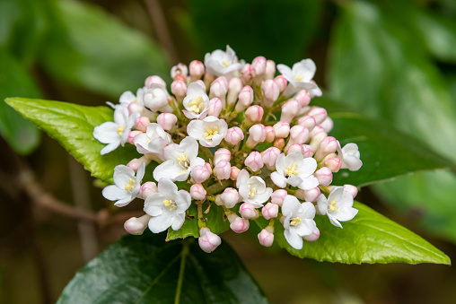 Close up of new Burkwood viburnum flowers, buds and leaves.
