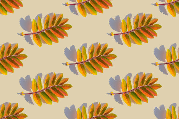 istock A pattern of red-yellow rowan leaves are arranged on a yellow background. Harsh shadows from the sun. Autumn concep 1277152451