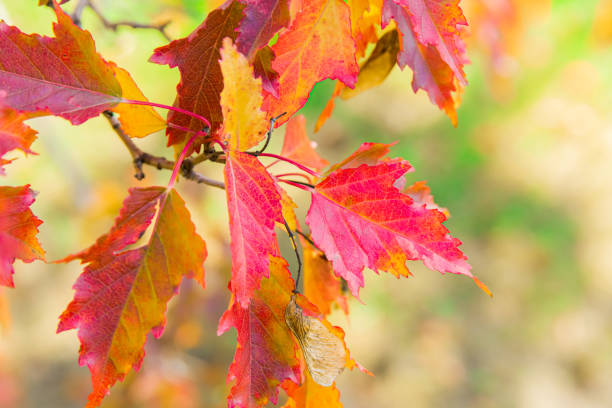 duże czerwone liście klonu tatarskiego są pięknie oświetlone przez jesienne słońce - leaf maple maple leaf autumn zdjęcia i obrazy z banku zdjęć