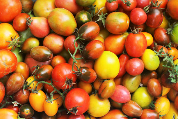 istock Background from a tomato. Tomatoes of different colors. Fresh vegetables. Harvested tomato 1277154663