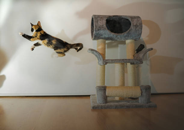 Main coon mix kitte jumps