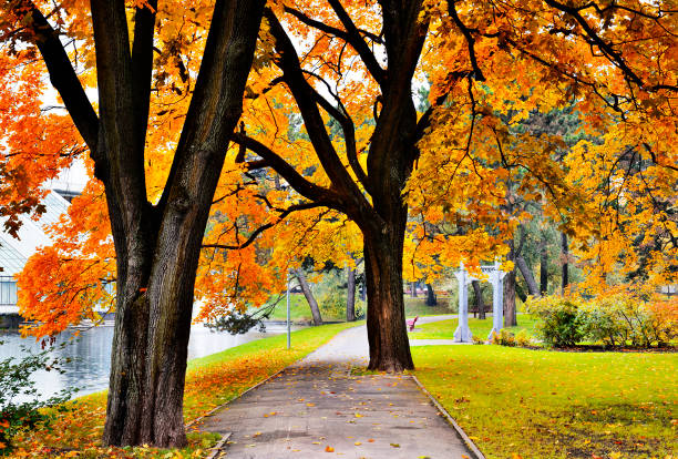 istock Autumn in central public European park 1277155431