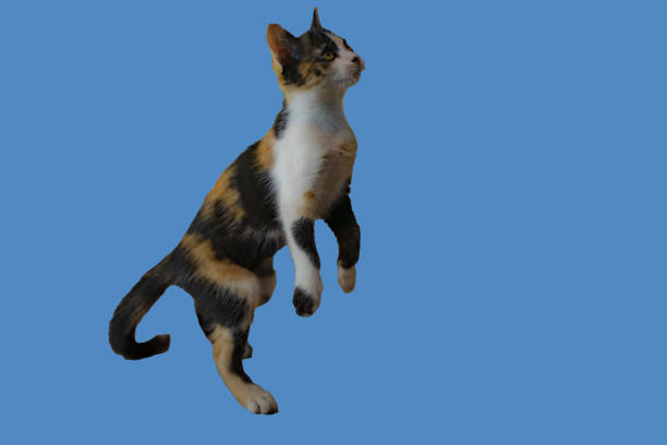 Cat starts to jump