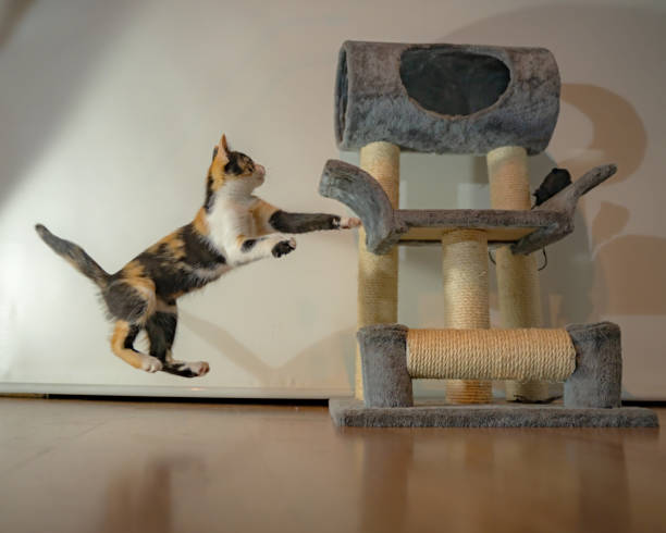 Cat cub plays on the scratching post