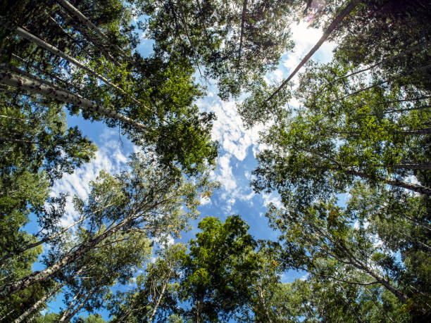 istock birch and pine mixed forest in summer, Fisheye 1277156650