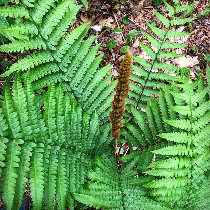 Close-up of Cinnamon Fern with Radiating Fronds