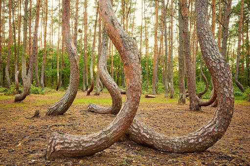 Bent pine trees in Crooked Forest at sunset, Poland.