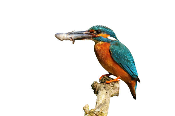 istock Male common kingfisher holding fish on branch cut out on blank. 1277158544