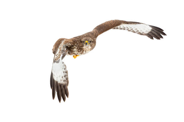 istock Common buzzard flying in the air isolated on white background. 1277158561