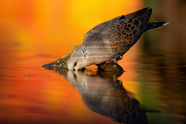 European turtle dove, streptopelia turtur, drinking from river in autumn. Wild bird sitting in autumn nautre from side just above water. Wild pigeon soaking beak to the lake in fall.