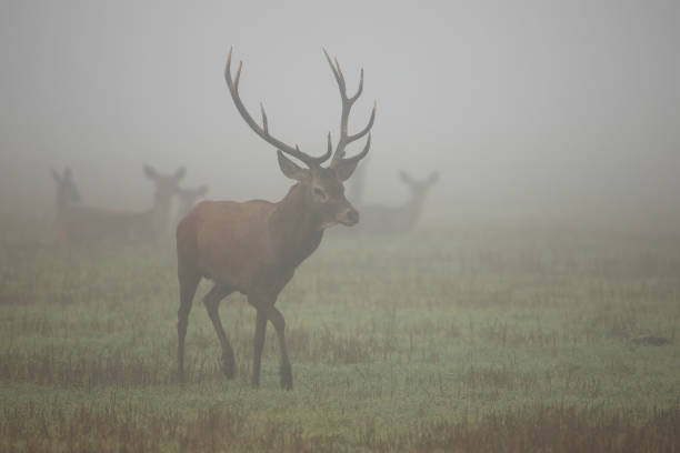 istock Majestic red deer walking on meadow in morning mist. 1277158643