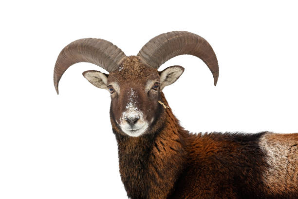 istock Mouflon looking to the camera isolated on white background. 1277158660
