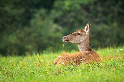 Calm red deer, cervus elaphus, laying on grass in summertime nature. Uninterrupted hind resting on green field. Wild mammal observing from ground with wildflowers.